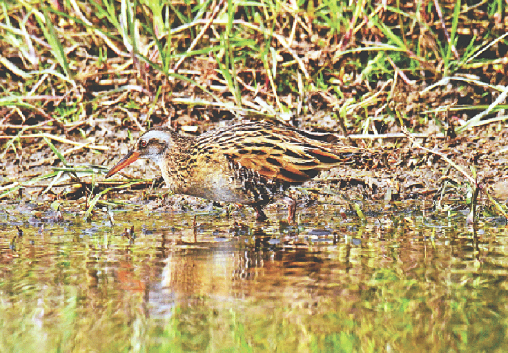 ছবি: লেখক