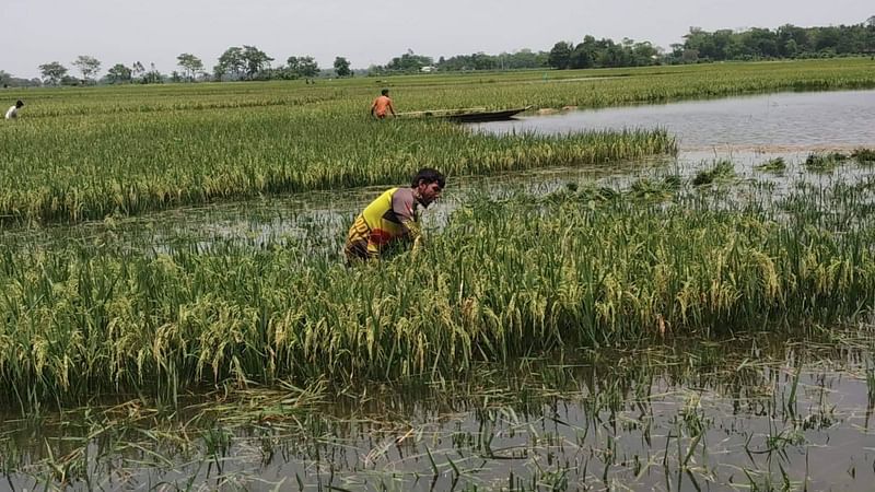 ছবি: প্রথম আলো