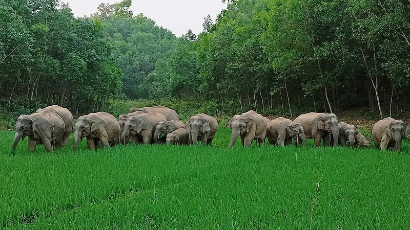 প্রথম আলোর ফাইল ছবি