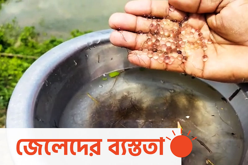 হালদায় ডিম ছাড়ছে মা মাছ