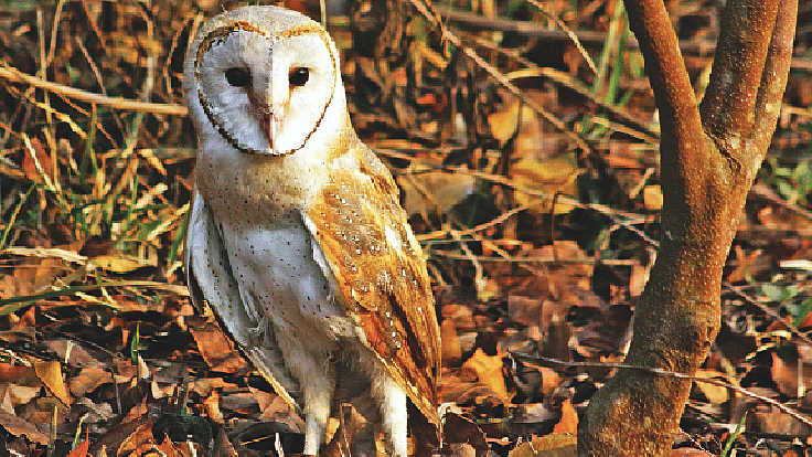 ছবি: দিলীপ দাশ বিসর্গ