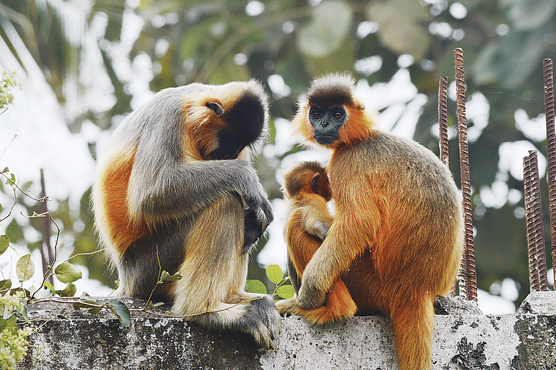 প্রথম আলো 