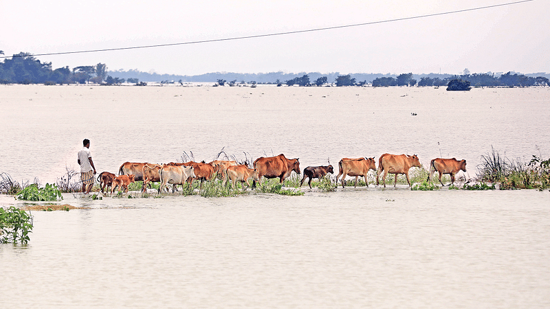 আনিস মাহমুদ