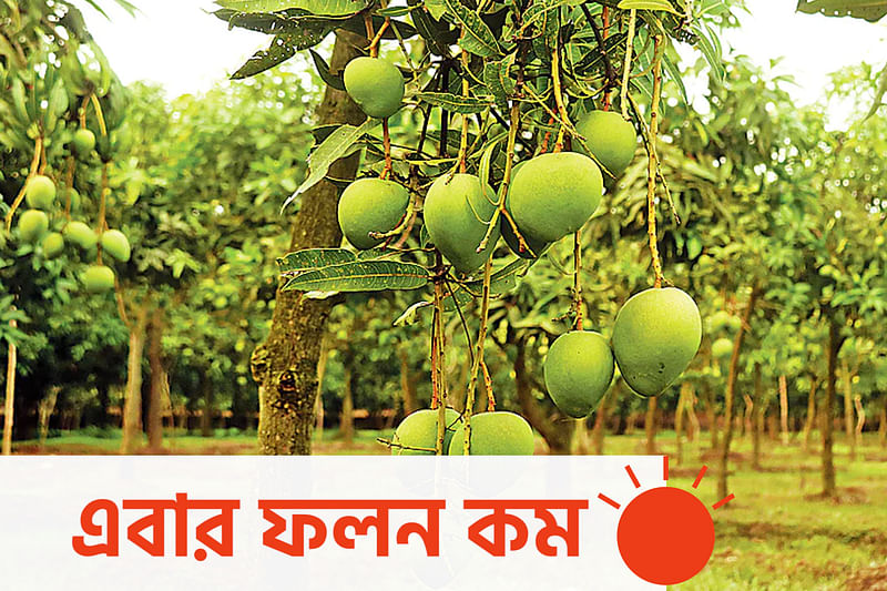 বাজারে আসার অপেক্ষায় হাঁড়িভাঙা আম