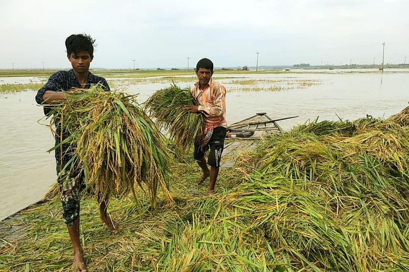 উজানের পানিতে তলিয়ে যাওয়া ধান কেটে বিলকুজাইন ঘাটে জমা করছেন কৃষকেরা। আজ গোমস্তাপুর উপজেলার রাধানগর ইউনিয়নের বিলকুজাইন এলাকায়