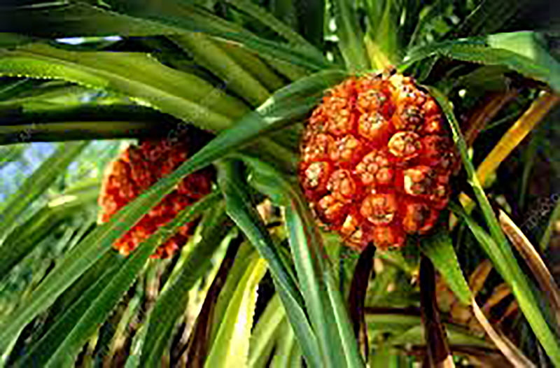 ভবিষ্যতের নতুন পাঁচ খাবার