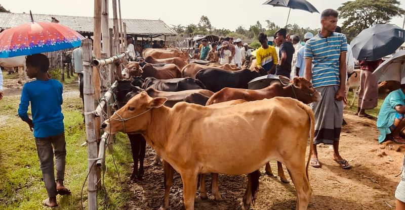 ছবি: প্রথম আলো