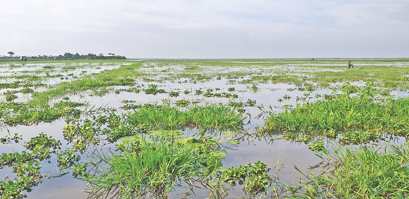 ছবি: প্রথম আলো