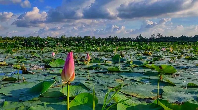 শেরপুরের শ্রীবরদীর বৈশা বিলে ফুটেছে গোলাপি রঙের দৃষ্টিনন্দন পদ্ম