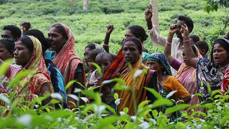 মজুরি বৃদ্ধির দাবিতে আন্দোলনরত চা শ্রমিকেরা