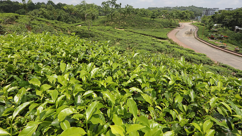 ফাইল ছবি