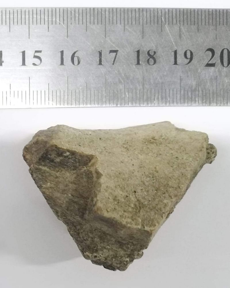 হাফিজা খাতুনের সংগ্রহে থাকা ডাইনোসরের ফসিল
