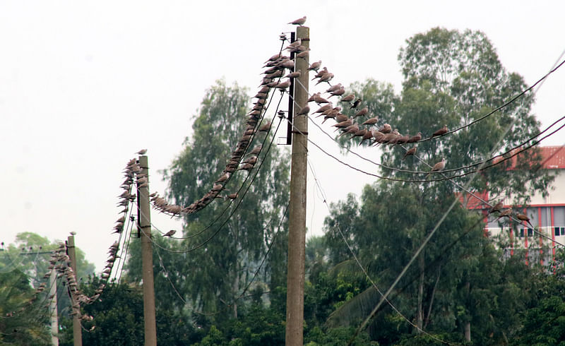 ছবি: সোয়েল রানা