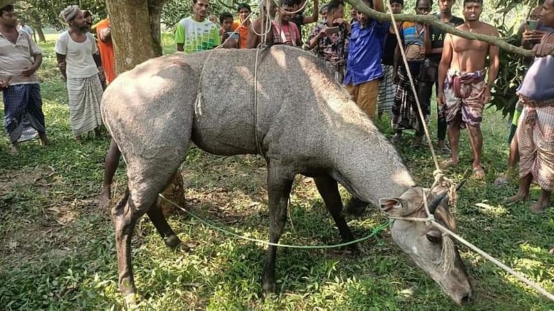 ছবি: সংগৃহীত 