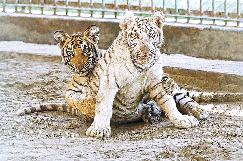 ছবি: খালেদ সরকার