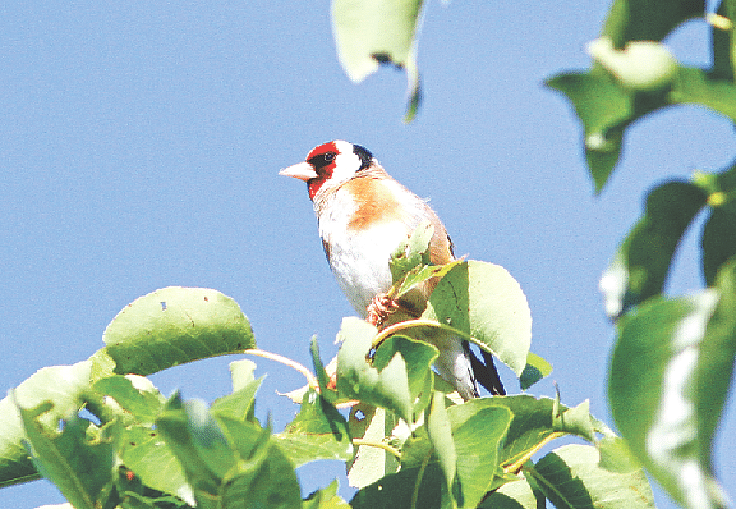 ছবি: লেখক