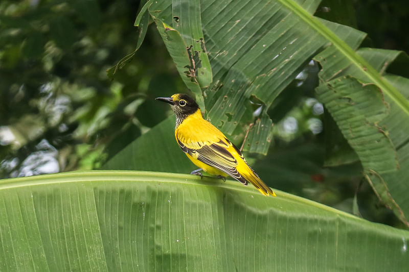 ছবি: সাদ্দাম হোসেন