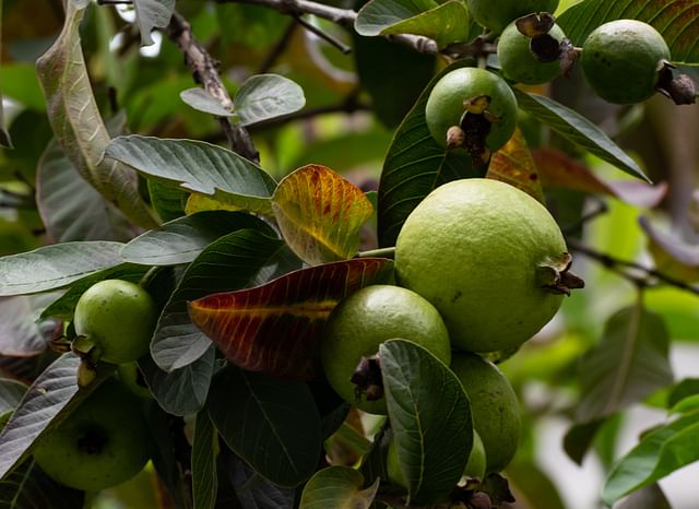 গর্ভাবস্থায় এই পাঁচ ফল খাবেন