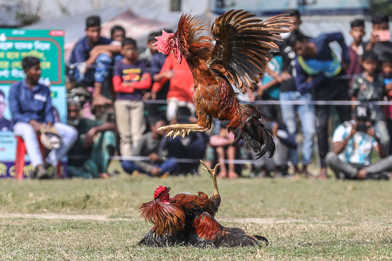 দুই মোরগের লড়াই