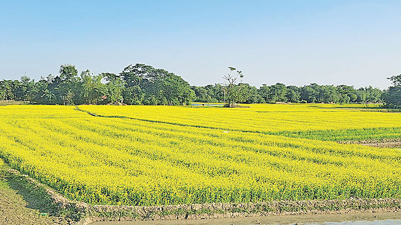 ছবি: প্রথম আলো