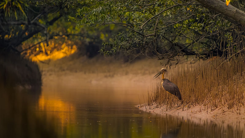 ছবি: আব্দুস এস আলিম 