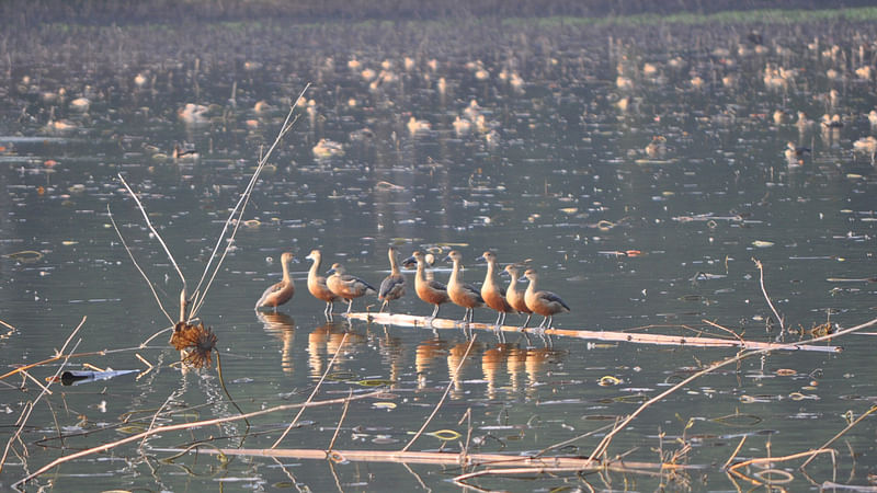 ছবি: প্রথম আলো