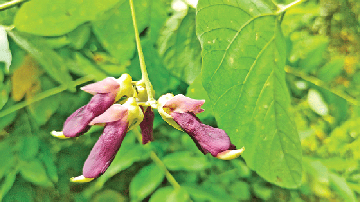 ছবি: লেখক