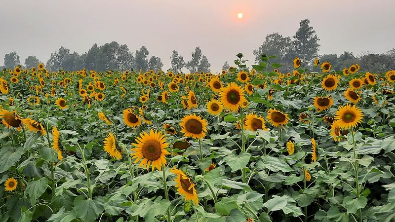 ছবি: প্রথম আলো