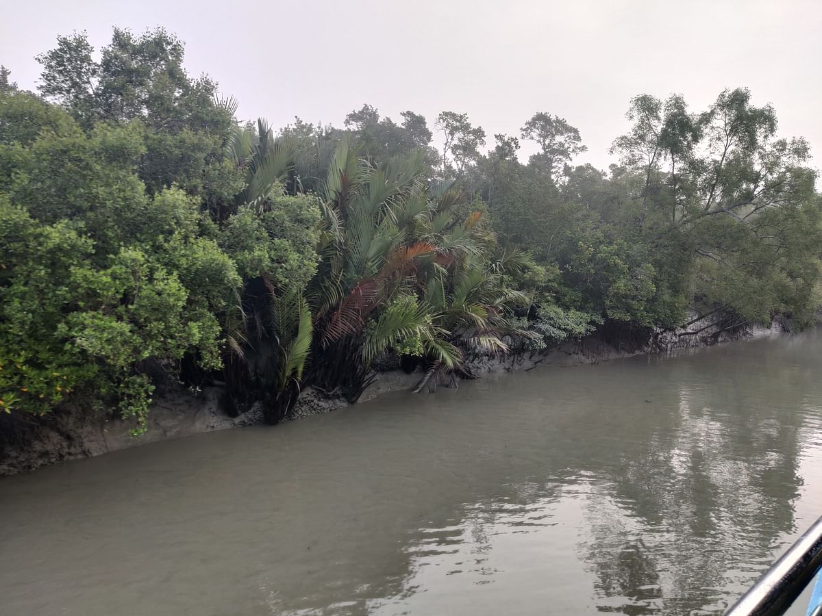 সুন্দরবনের নিজস্ব নদী, পশুর নদী