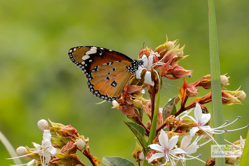  ছবি: সাদ্দাম হোসেন