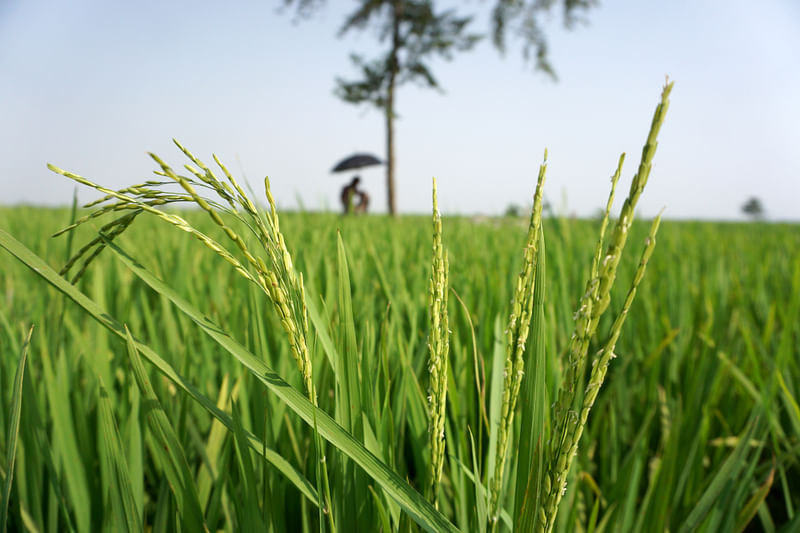 ছবি: হাসান মাহমুদ