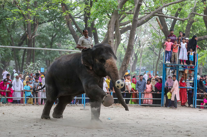দর্শনার্থীদের বিনোদন দেওয়ার জন্য ফুটবল নিয়ে হাতির কসরত প্রদর্শন করা হচ্ছে