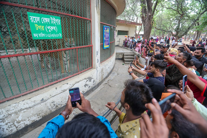 বাঘের খাঁচার সামনে দর্শনার্থীদের ভিড়
