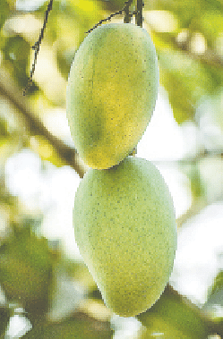 আম্রপালি: এ সময়ের তুমুল জনপ্রিয় একটি আম। আকারে একটু বড় রসাল, আমের তুলনায় আঁটি ছোট। হিমসাগরের মতো এরও বাজারজাতে সুবিধা। সবচেয়ে মজার ব্যাপার, যে বছর লাগানো হয়, সে বছরই আম ধরে। এমনকি ধানখেতেও এ জাতের আমগাছ লাগানো যায়। জ্যৈষ্ঠের শেষের দিকে পাকে। তাই ল্যাংড়া-হিমসাগর যখন শেষের পথে, এ আম তখন বাজার দখল করে।