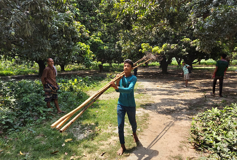 আম পাড়তে বাগানে যাচ্ছেন শ্রমিক।