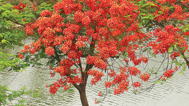  ছবি: সৈয়দ জাকির হোসেন