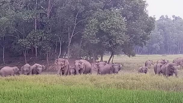 প্রথম আলো ফাইল ছবি