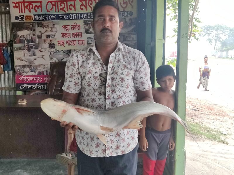 প্রায় পাঁচ কেজি ওজনের ঢাঁই মাছটি বিক্রি হয়েছে ১৫ হাজার টাকায়। রোববার সকালে দৌলতদিয়া ফেরিঘাট বাজারে