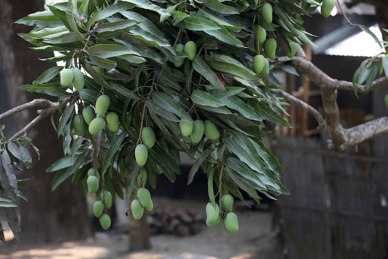 জেলা প্রশাসকের সম্মেলনকক্ষে আয়োজিত এক বৈঠকে বিভিন্ন জাতের আম সংগ্রহের সময়সীমা নির্ধারণ করে দিয়েছে জেলা প্রশাসন।