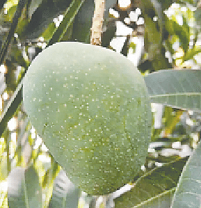 হাঁড়িভাঙা: দেশের উত্তরাঞ্চলে এ আম ব্যাপক জনপ্রিয়। রংপুর জেলাতেই এই আমের চাষ সবচেয়ে বেশি হয়। স্বাদে-গন্ধে এ জাতেরও আলাদা বিশেষত্ব আছে।