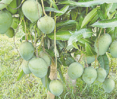 ক্ষীরশাপাতি: দেখতে হিমসাগরের মতো আমটি ব্যাপকভাবে চাষ হয় পাবনা জেলায়। আকারে হিমসাগরের মতো হলেও এর স্বাদ-গন্ধ আলাদা। অসাধু ব্যবসায়ীরা এটাকে হিমসাগর বলে বিক্রি করেন।