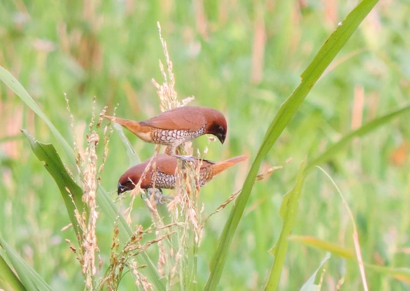 ছবি: সাদিক মৃধা