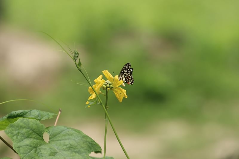  ছবি: এম সাদেক 