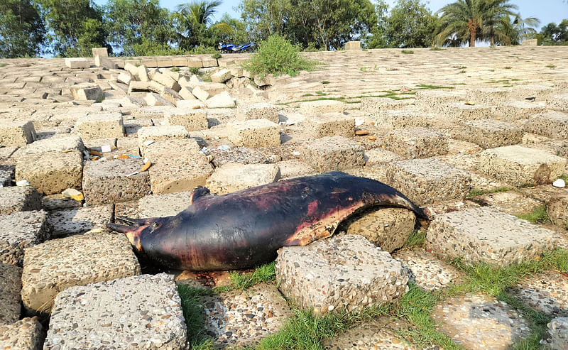 ছবি: কৃষ্ণ চন্দ্র দাস