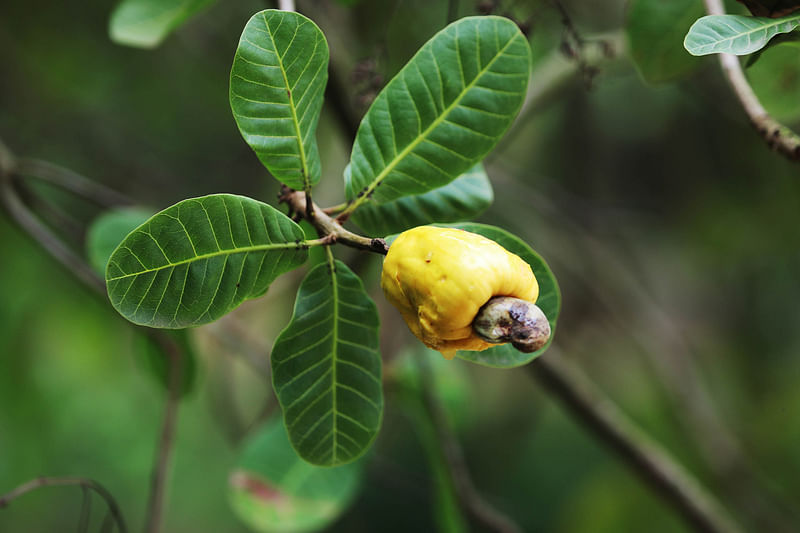 গাছে ঝুলে আছে হলুদ রঙের পাকা কাজুবাদাম। 