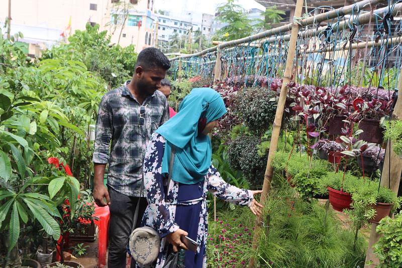 পছন্দের গাছ দেখছেন এক দম্পতি