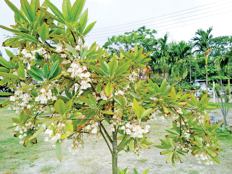 ছবি: কার্তিক চন্দ্র চক্রবর্তী