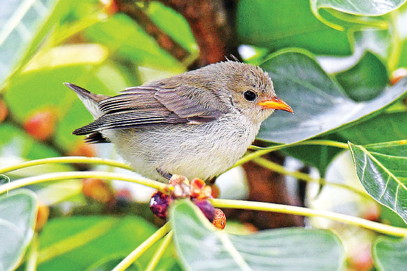 ছবি: লেখক