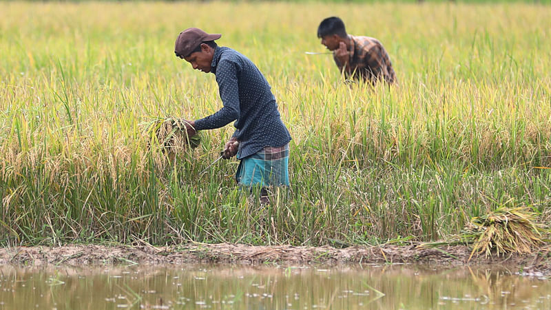 ভরদুপুরে খেতে পাকা ধান কাটছেন কৃষকেরা