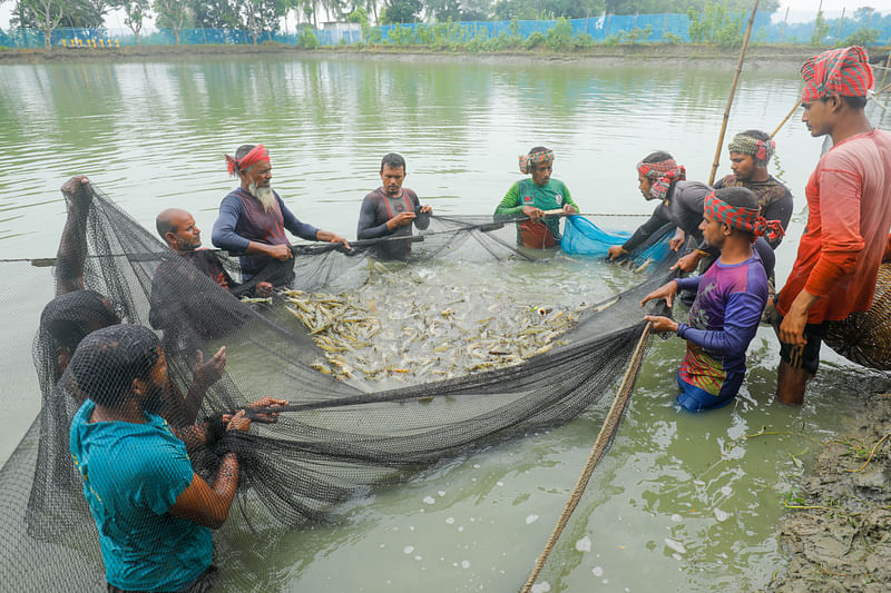 স্বাদু পানিতে পরীক্ষামূলকভাবে বাগদা চিংড়ি চাষ করা হচ্ছে। ঘের থেকে তোলা হচ্ছে সেই চিংড়ি। হাসানপুর, ডুমুরিয়া, খুলনা, ২৬ আগস্ট। 